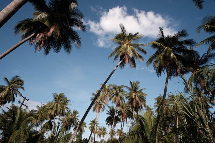 Coconut Tree Homestay Ban Wa Thon Extérieur photo